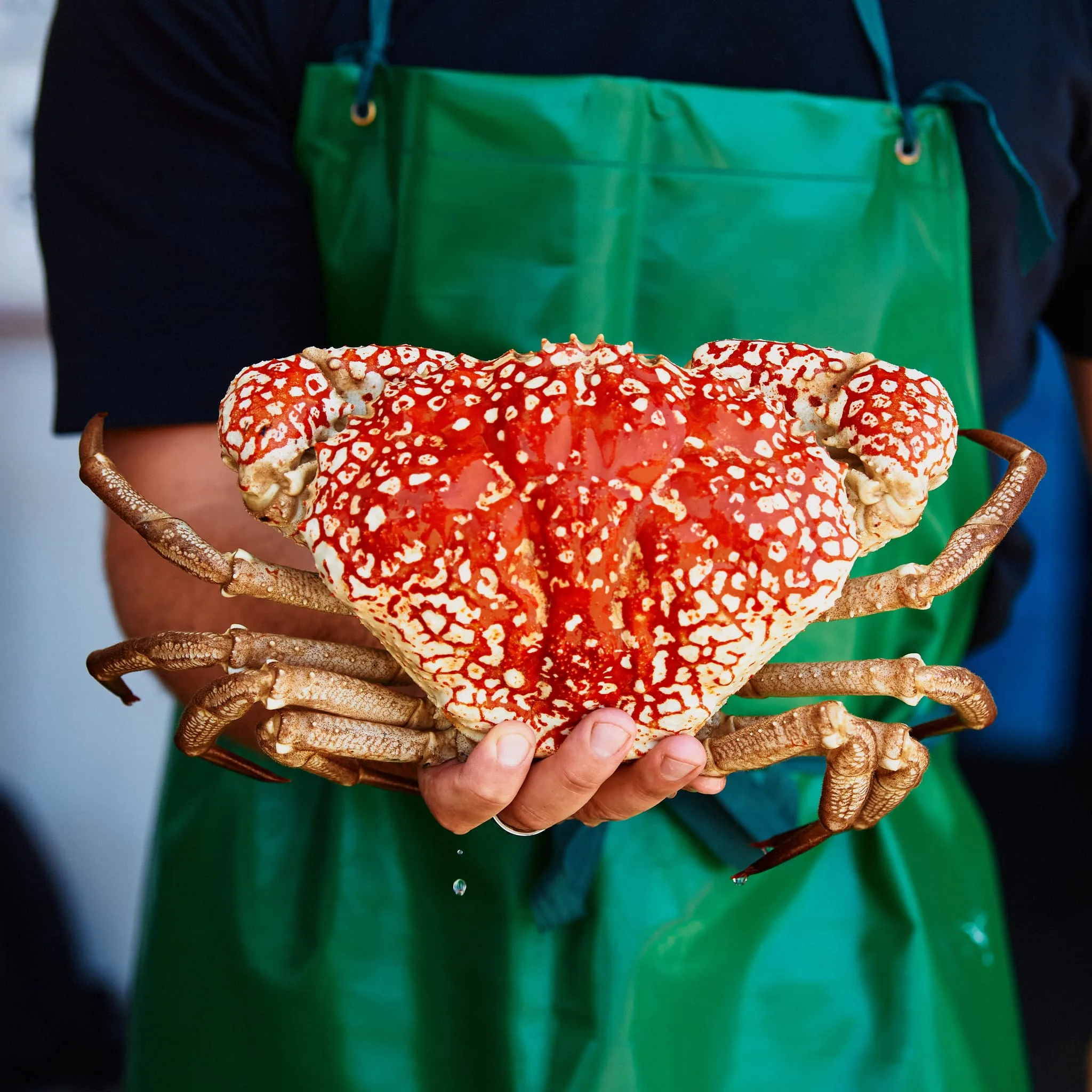 Giant crab, premium deep-sea crab from Western Australia