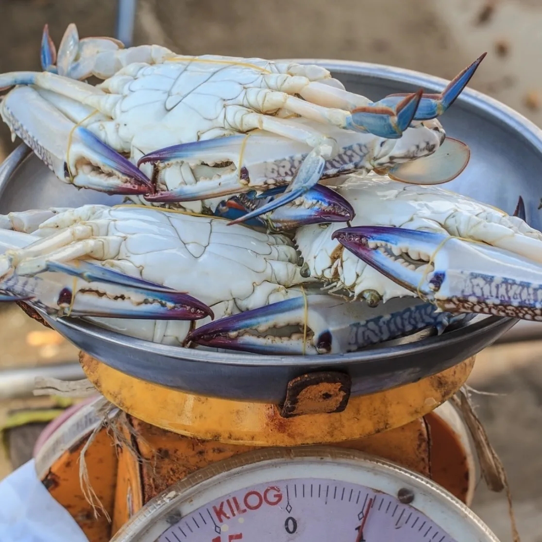 Shark Bay, Western Australia, home of blue swimmer crab