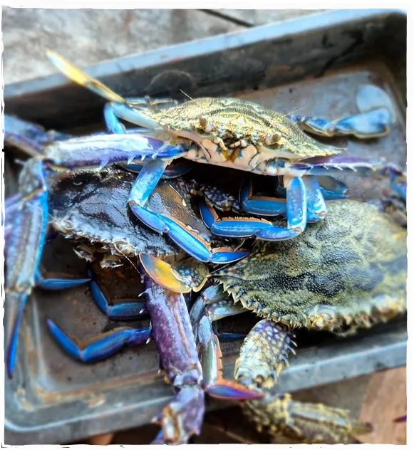 Blue swimmer crab from Shark Bay, Western Australia