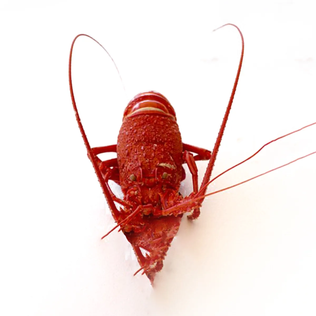 Western rock lobster, premium Western Australian seafood