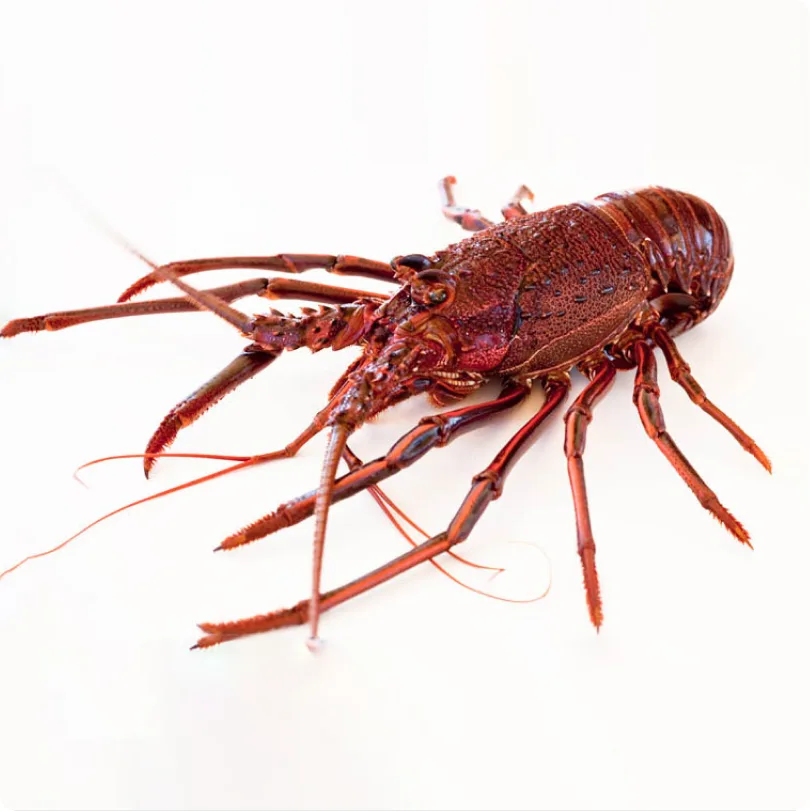 Western rock lobster - gallery image 3