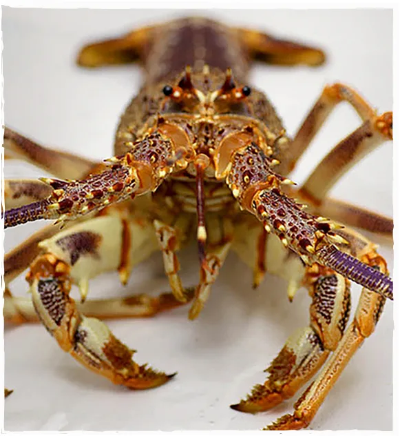 Southern rock lobster from Western Australia