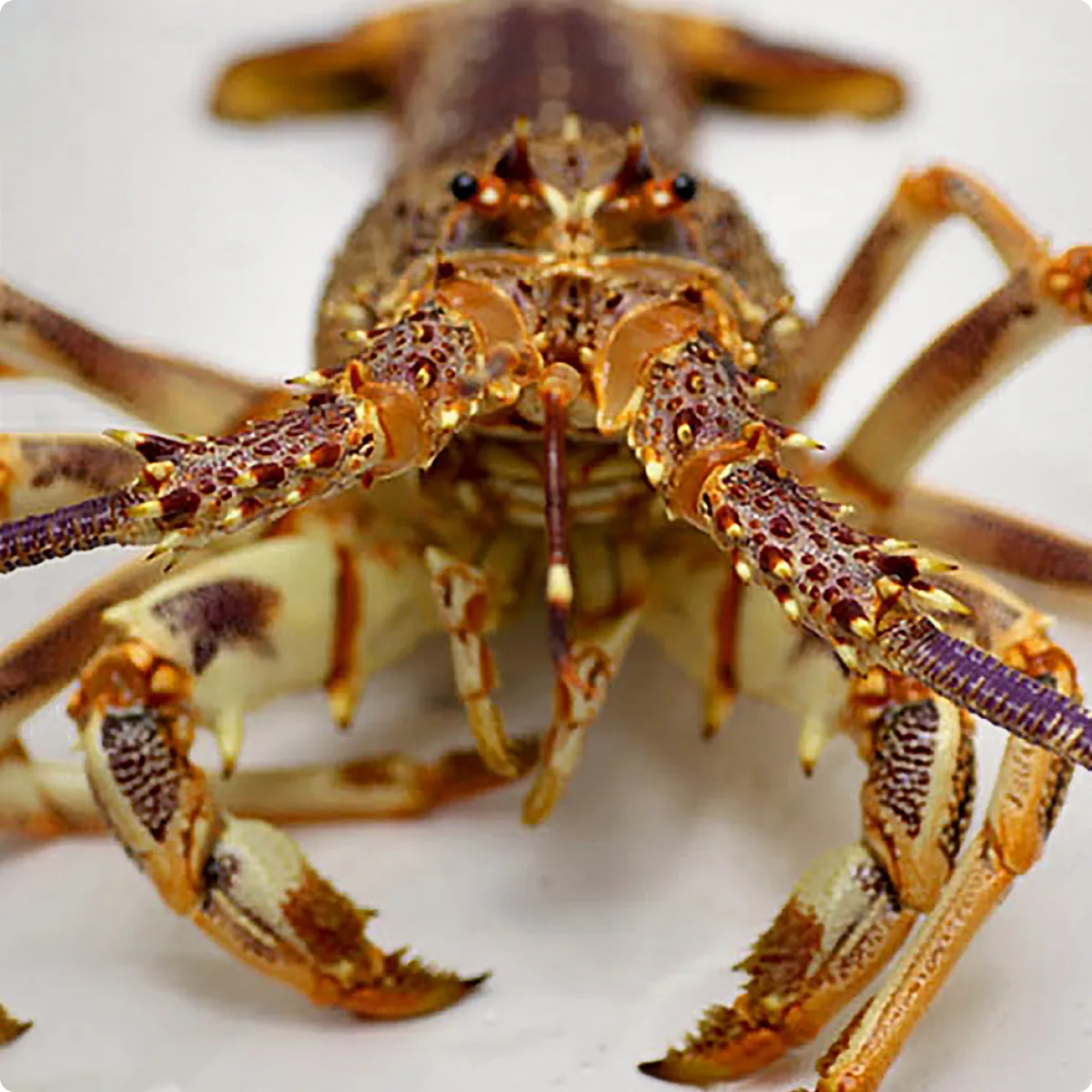 Southern rock lobster, premium Australian lobster