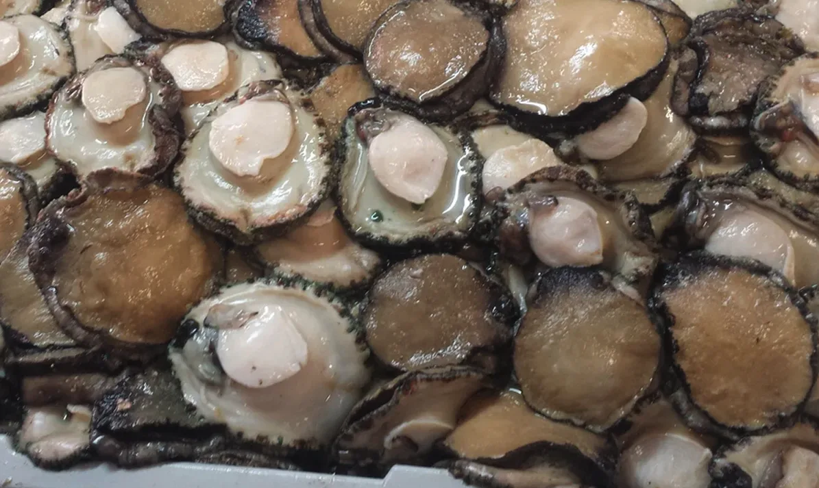 Roei abalone from Western Australia