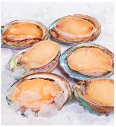 Abalone from Western Australia