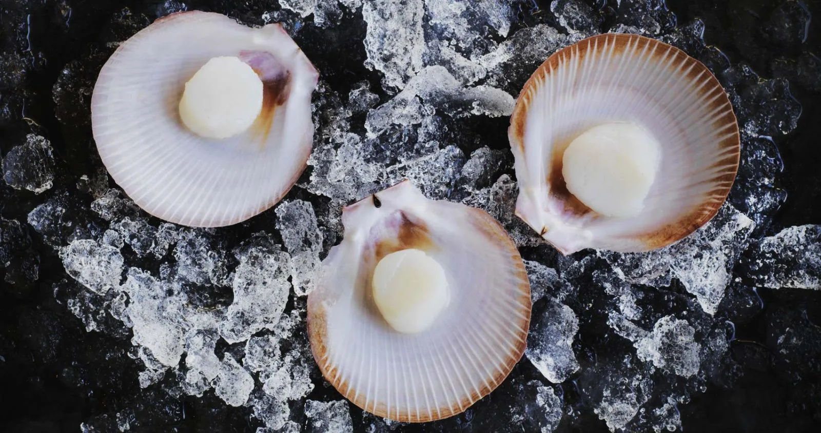 Scallop waters of Shark Bay, Western Australia
