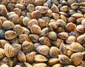 Shark Bay vongole dish