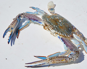 Shark Bay blue swimmer crab dish
