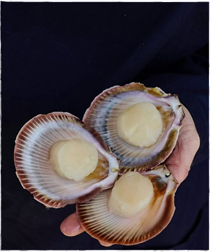 Southern Trading Australia Instagram photo - wild-caught seafood