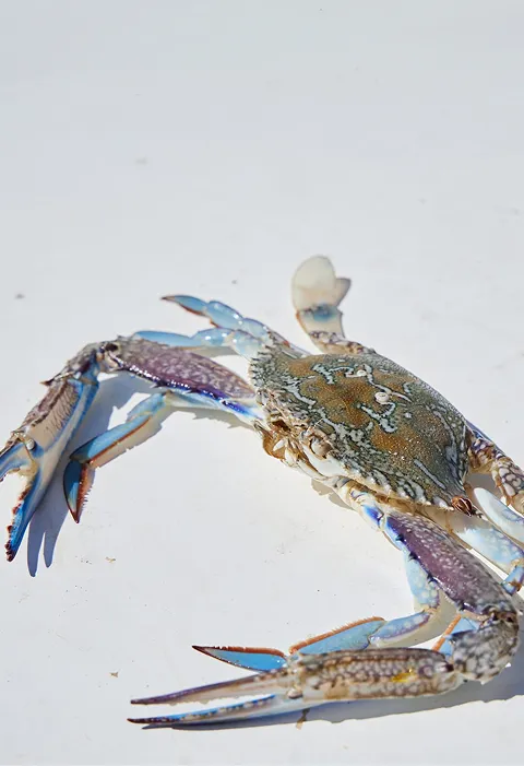 Shark Bay blue swimmer crab catch