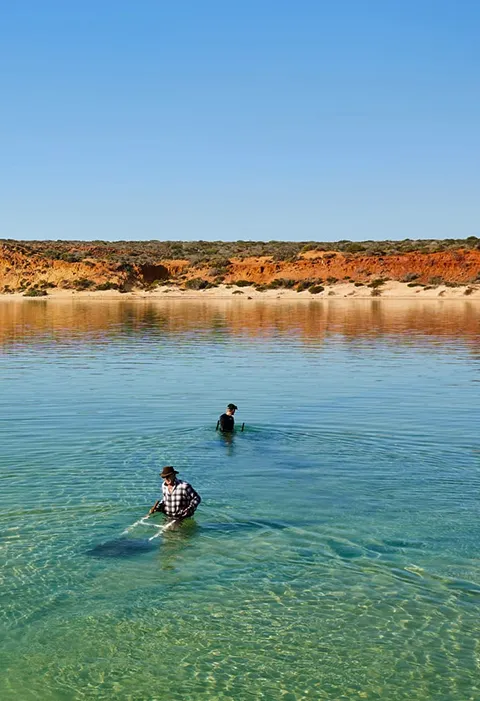 Shark Bay vongole catch