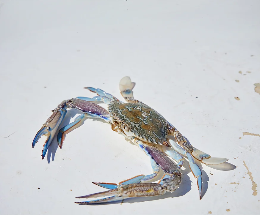 Shark Bay blue swimmer crab