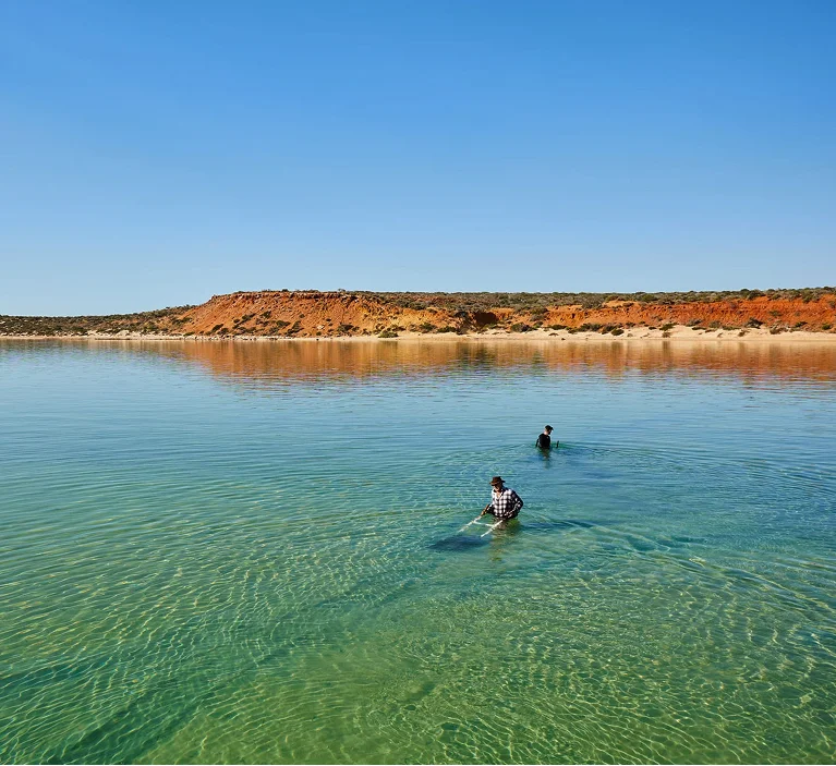 Fresh Shark Bay vongole