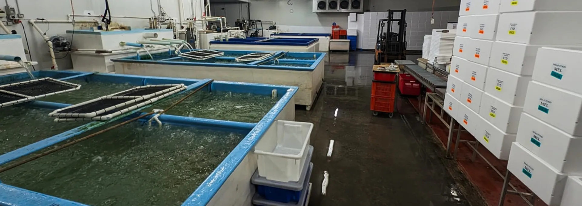 Southern Trading Australia premium seafood range