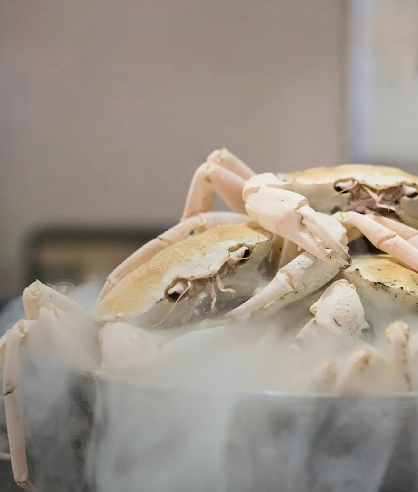 West Australian crystal crab