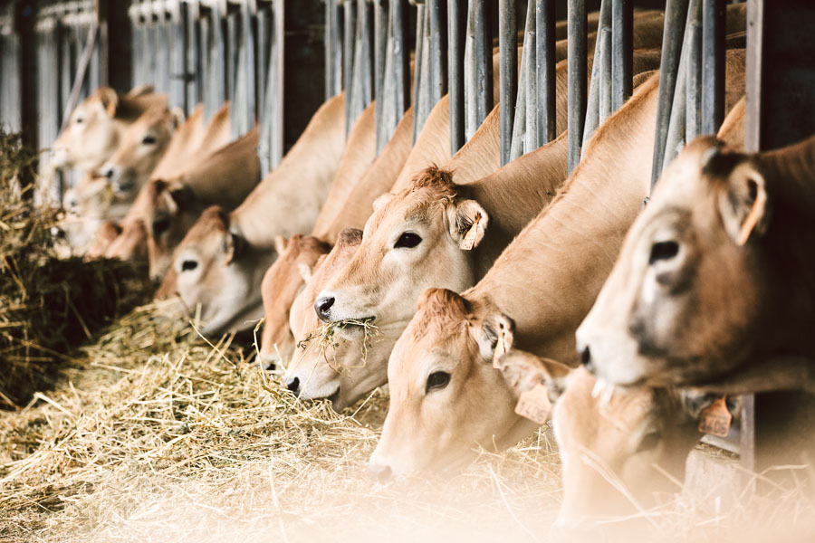 Vaches de race parthenaise mangeant du foin à l'étable