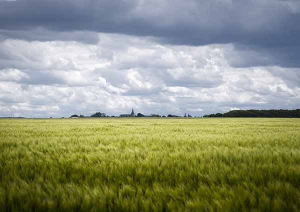 Champ de blé vert sous un ciel nuageux, village et clocher à l'horizon