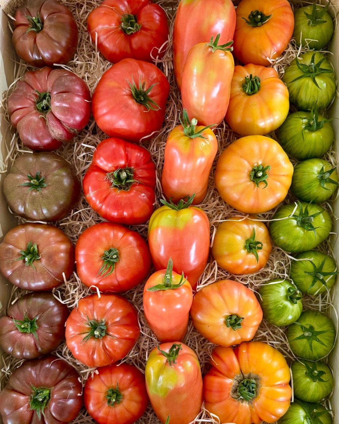 Tomates anciennes de différentes variétés en cagette