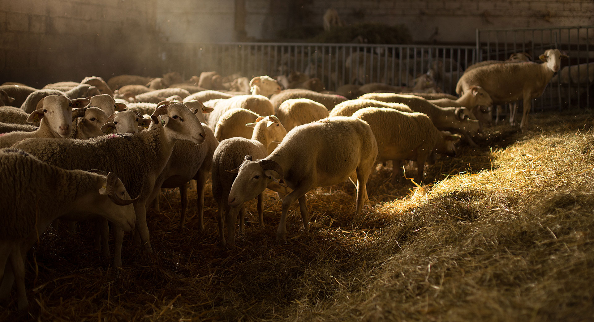 Troupeau de brebis dans une bergerie