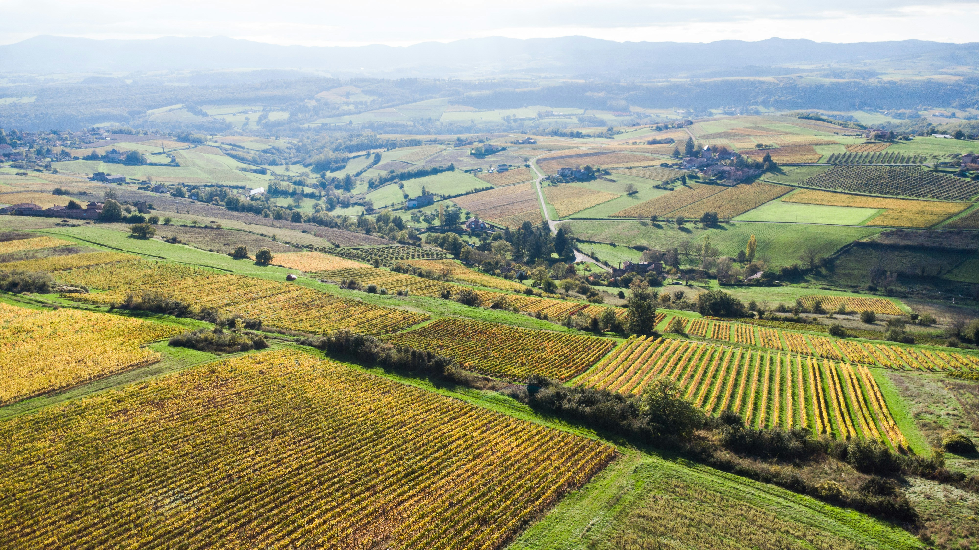 Paysage vallonné de vignes et de parcelles agricoles en automne
