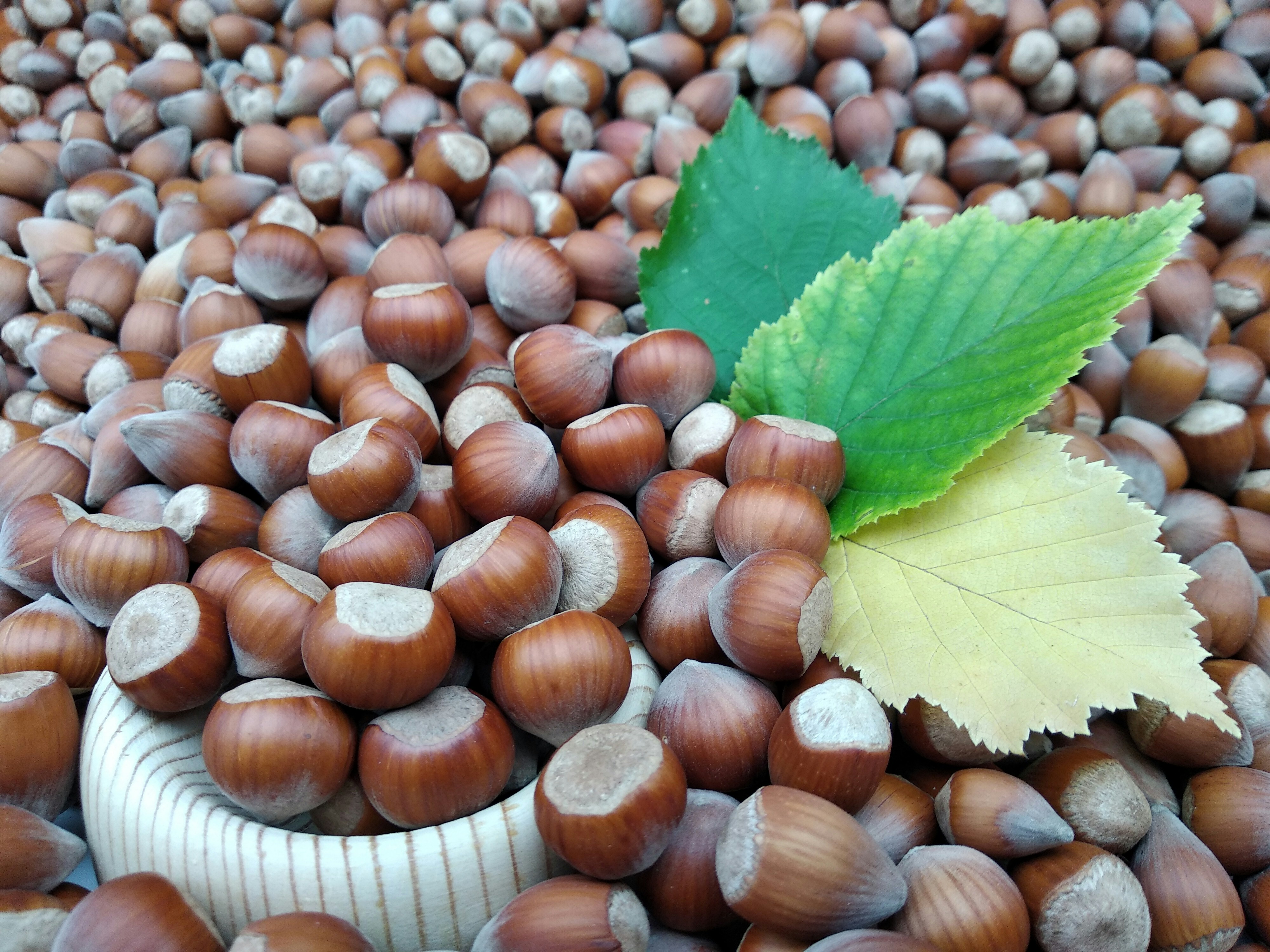Noisettes et feuilles de noisetier
