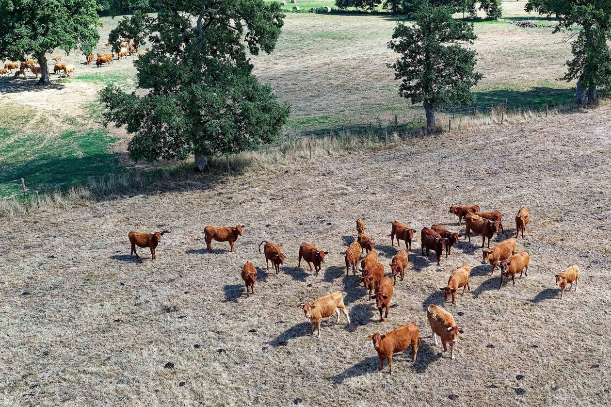 Bovins sur une prairie desséchée par la sécheresse