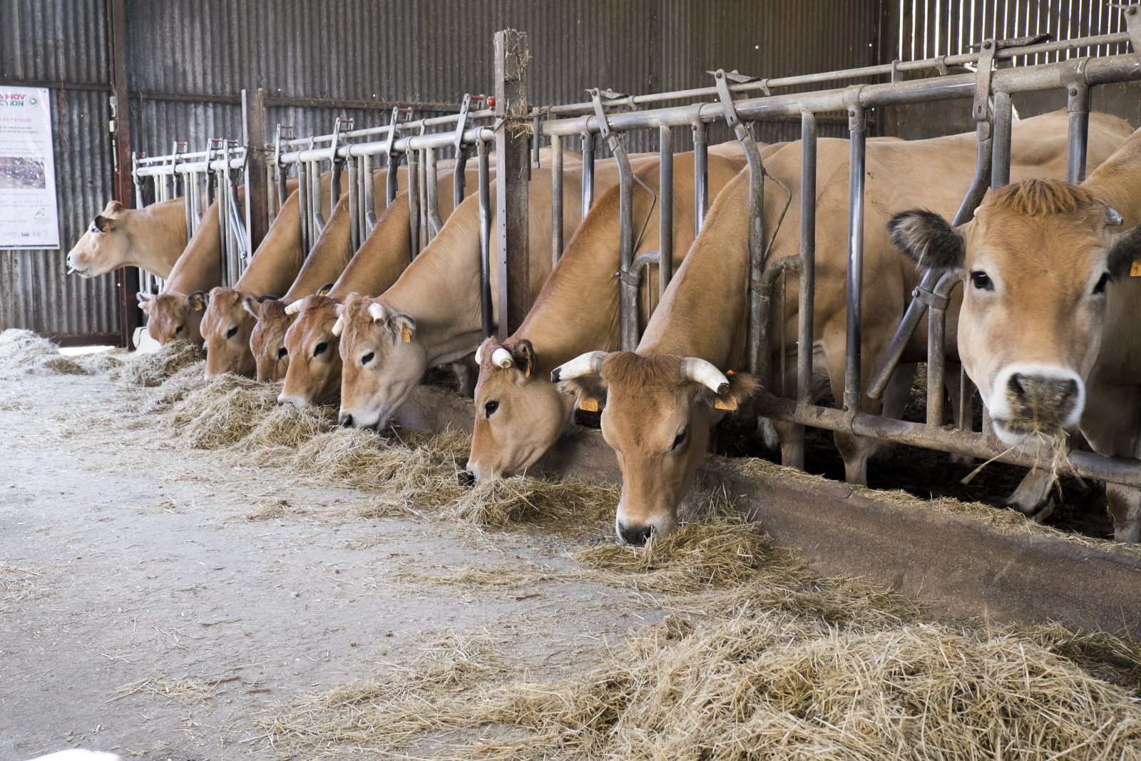 Bovins mangeant du foin à l'auge dans une stabulation