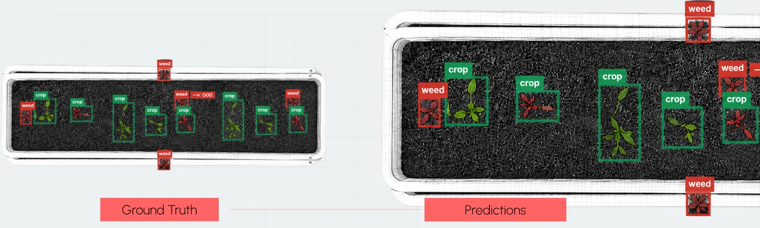 Side-by-side seedling trays comparing ground-truth labels with model predictions for weed and crop detection