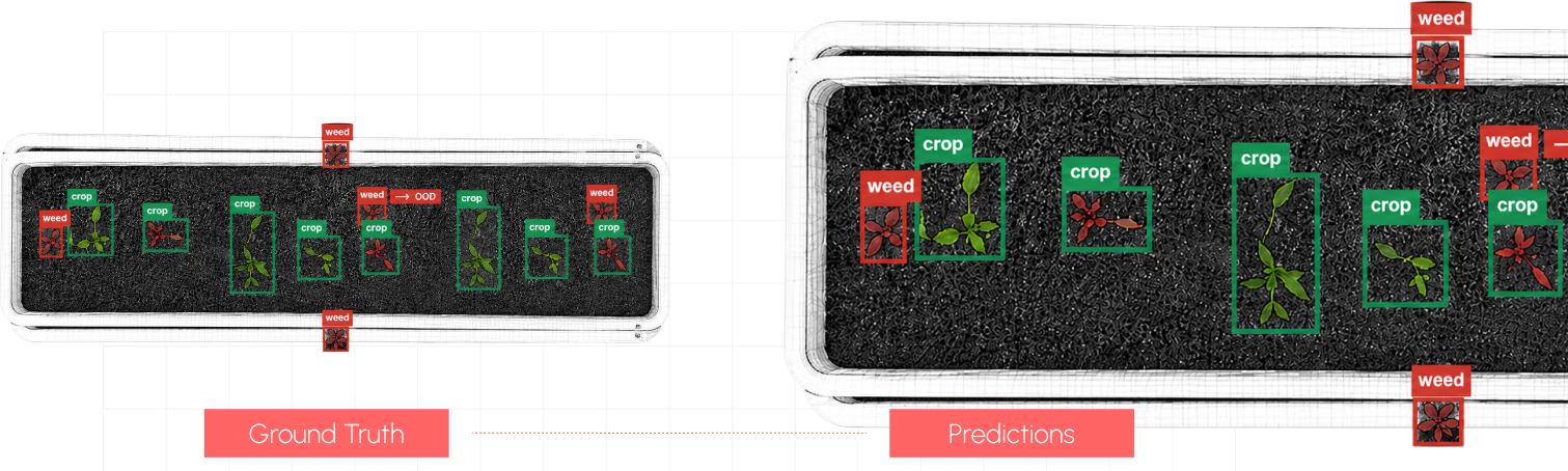 Side-by-side seedling trays comparing ground-truth labels with model predictions for weed and crop detection