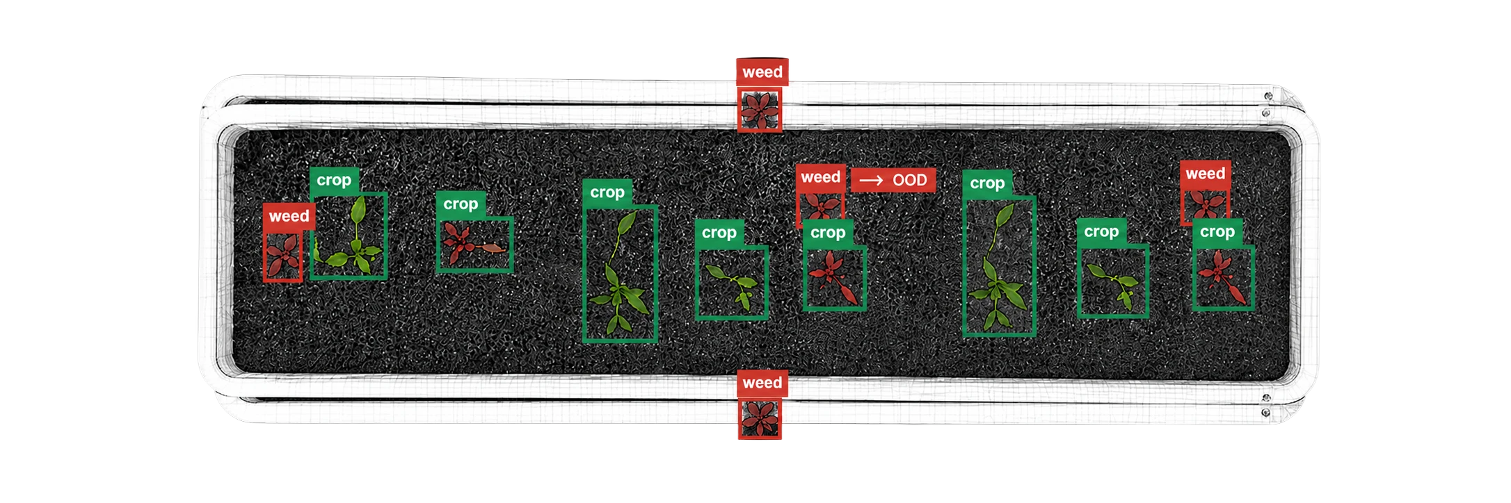 Seedling tray with model predictions boxed and labelled weed or crop