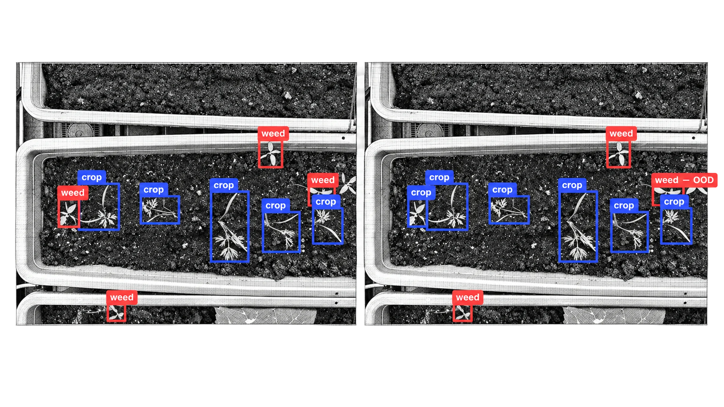 Side-by-side seedling trays comparing ground-truth labels with model predictions for weed and crop detection
