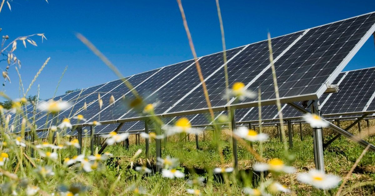 A field of solar panels angled under a clear blue sky with wildflowers and grass in the foreground.