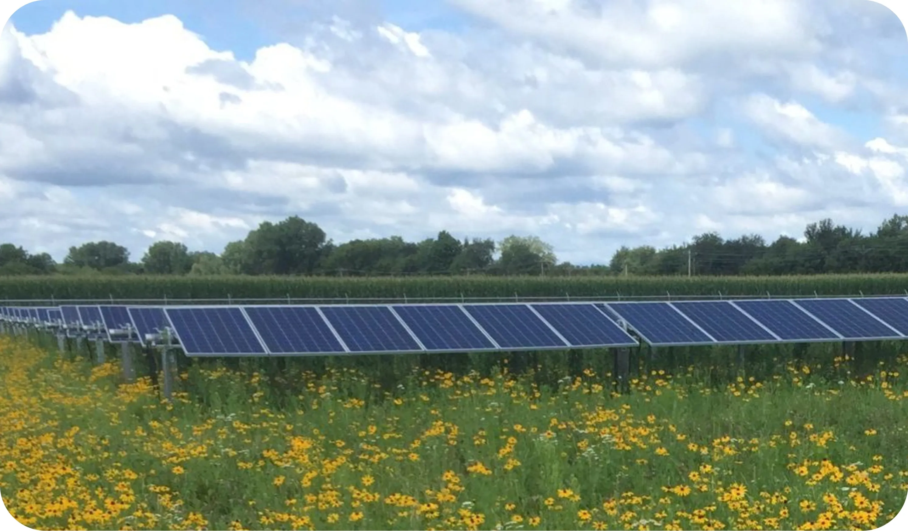 Rows of solar panels installed in a field with yellow wildflowers under a partly cloudy sky, with trees and crops in the background.