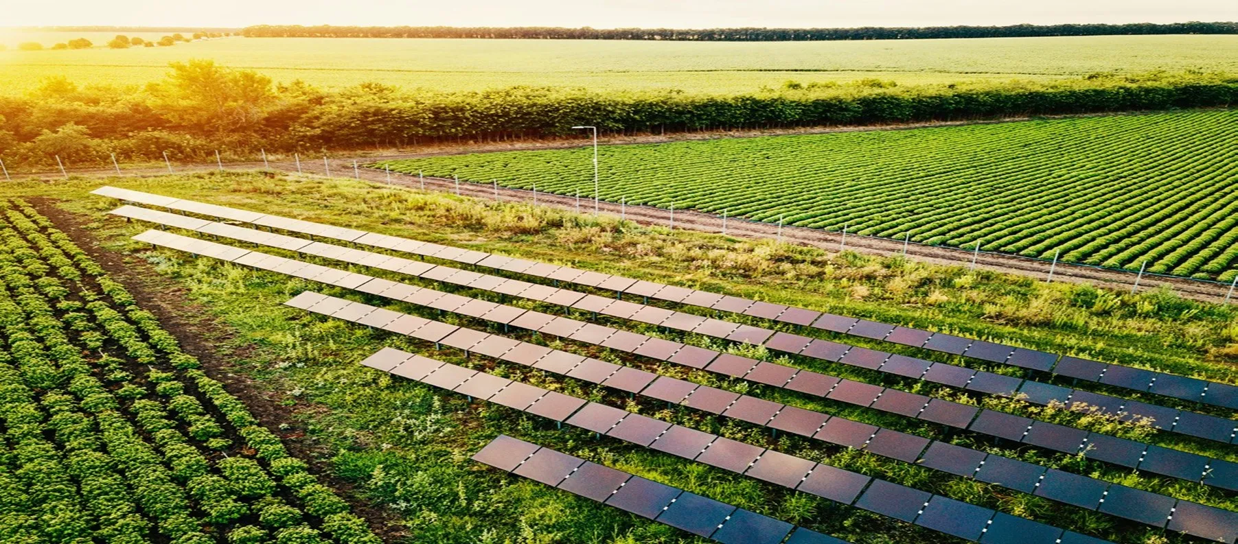 Rows of solar panels installed on green farmland with crops growing around them under sunlight.