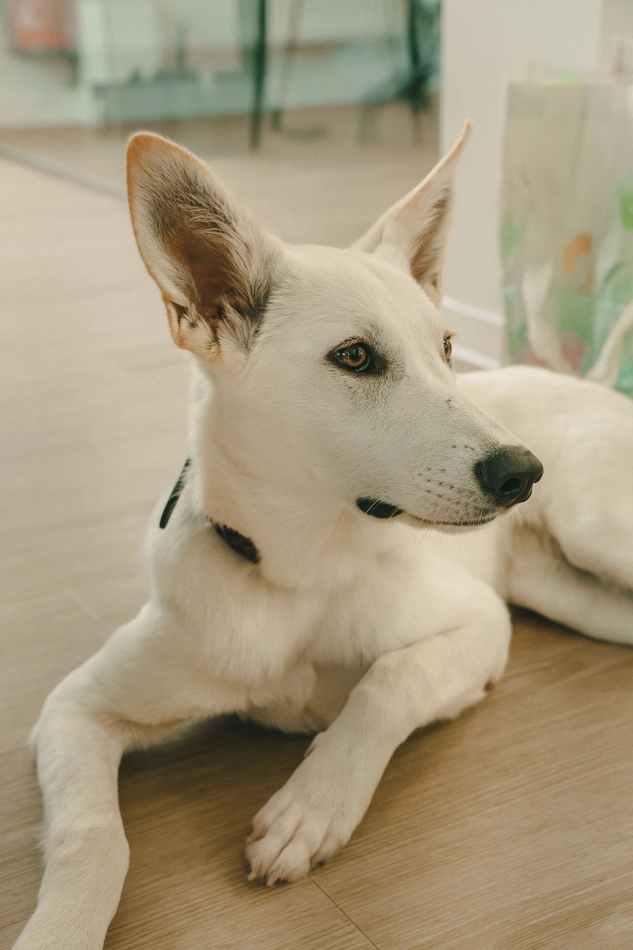 Weißer Schäferhund steht freundlich in die Kamera blickend vor grauem Hintergrund