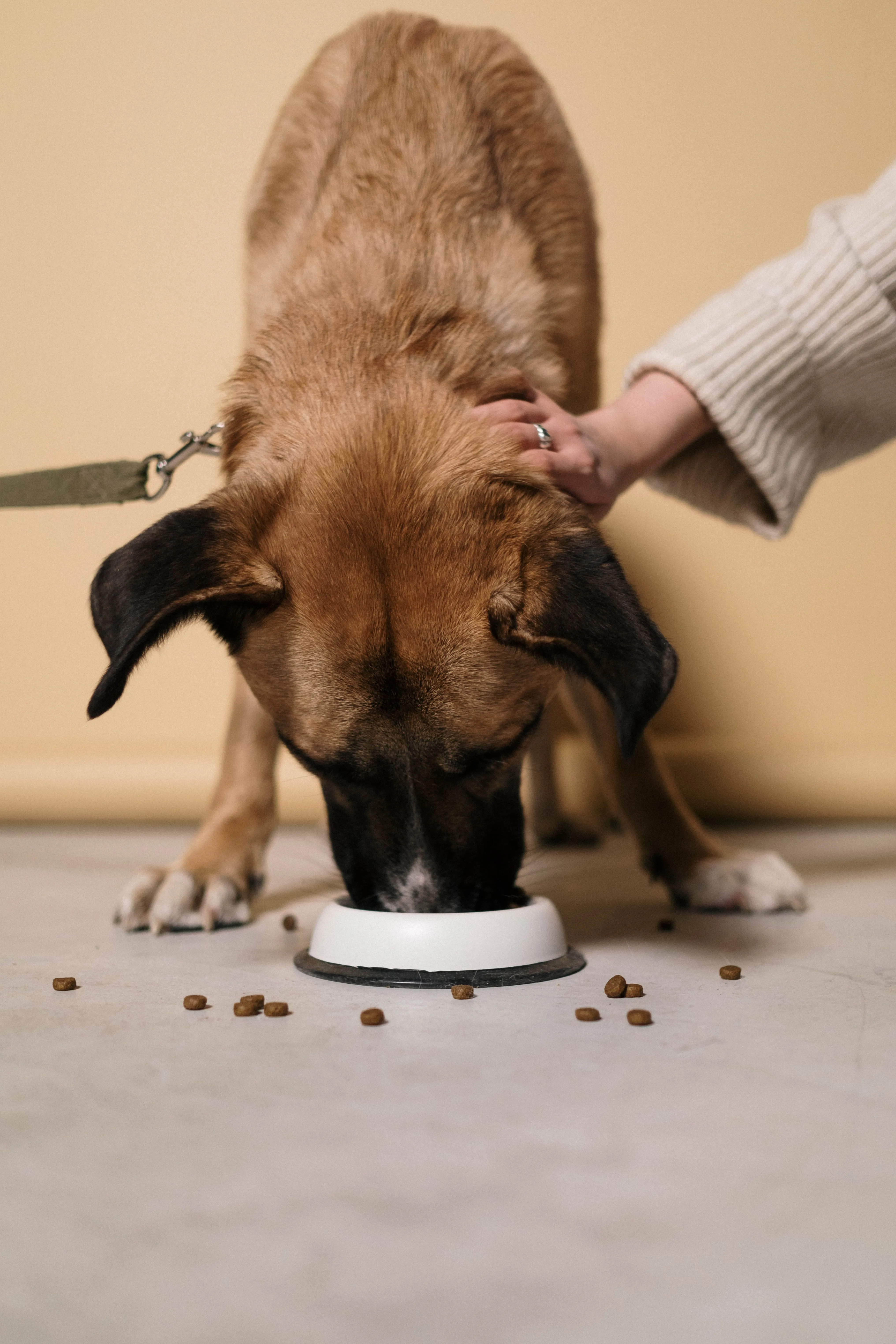 Dog eating kibble from a bowl while its owner pets it