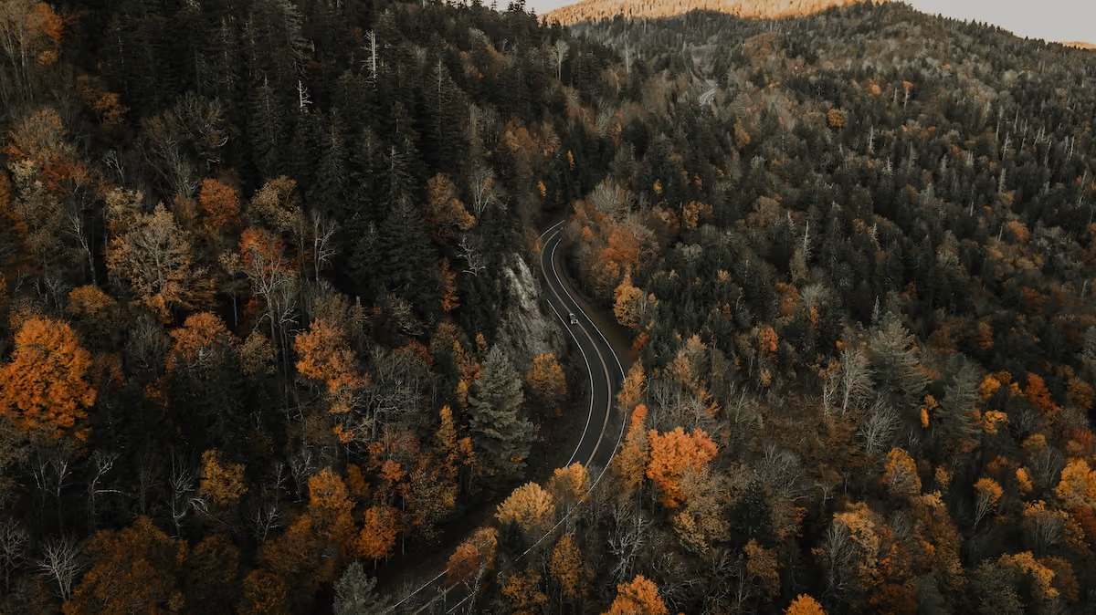 Path through trees