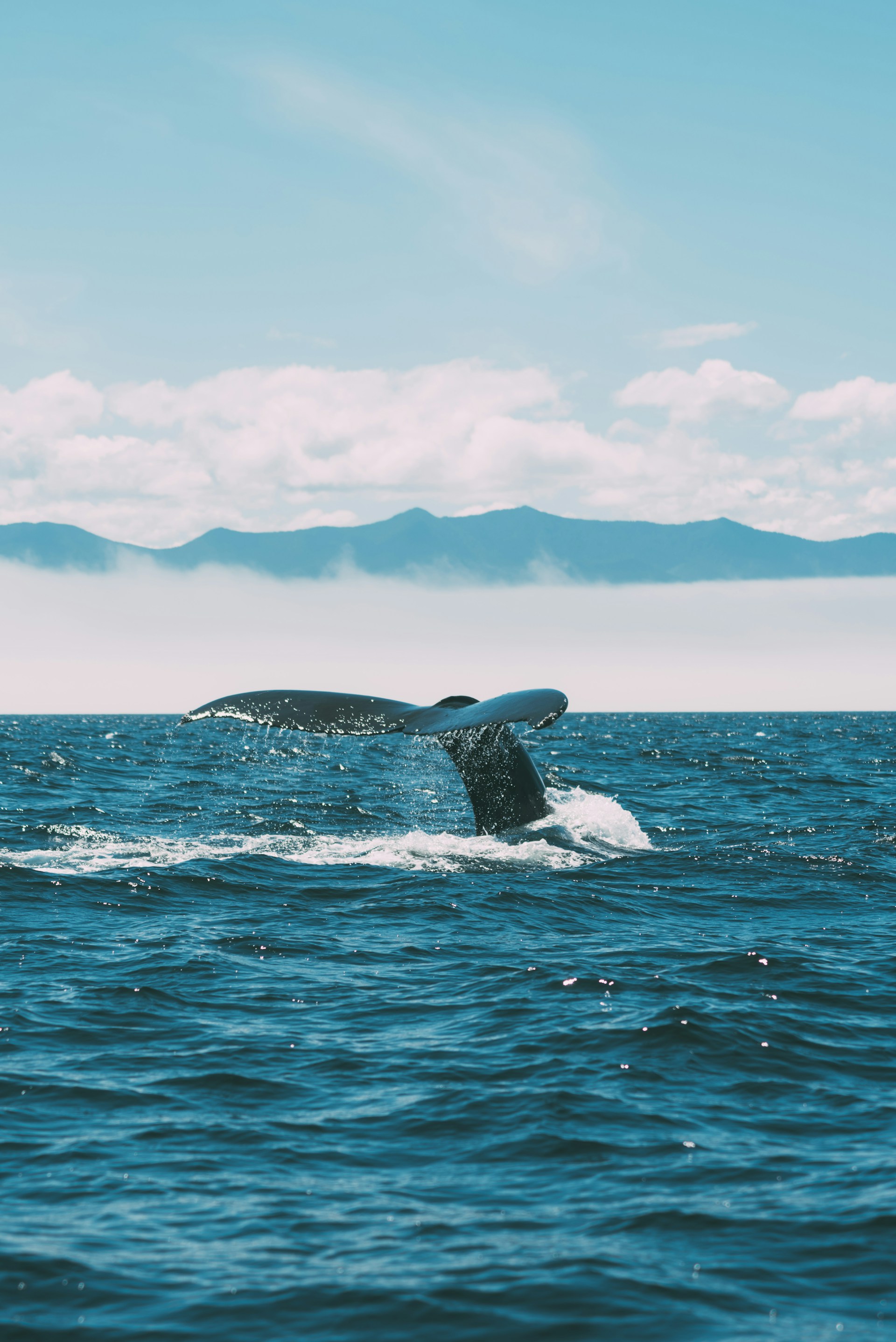 A whale’s tail splashing water as it dives into the ocean with a mountain range and partly cloudy sky in the background.