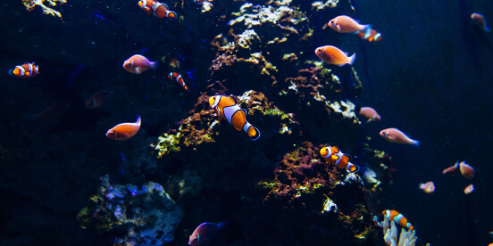 East Tennessee Attractions: Clownfish and other tropical fish drifting over coral in a dim aquarium tank.