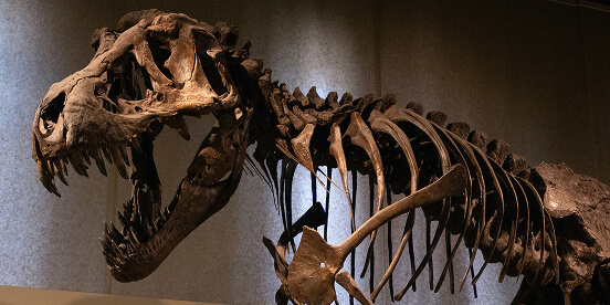East Tennessee Attractions: A mounted dinosaur skeleton on display in a museum gallery.