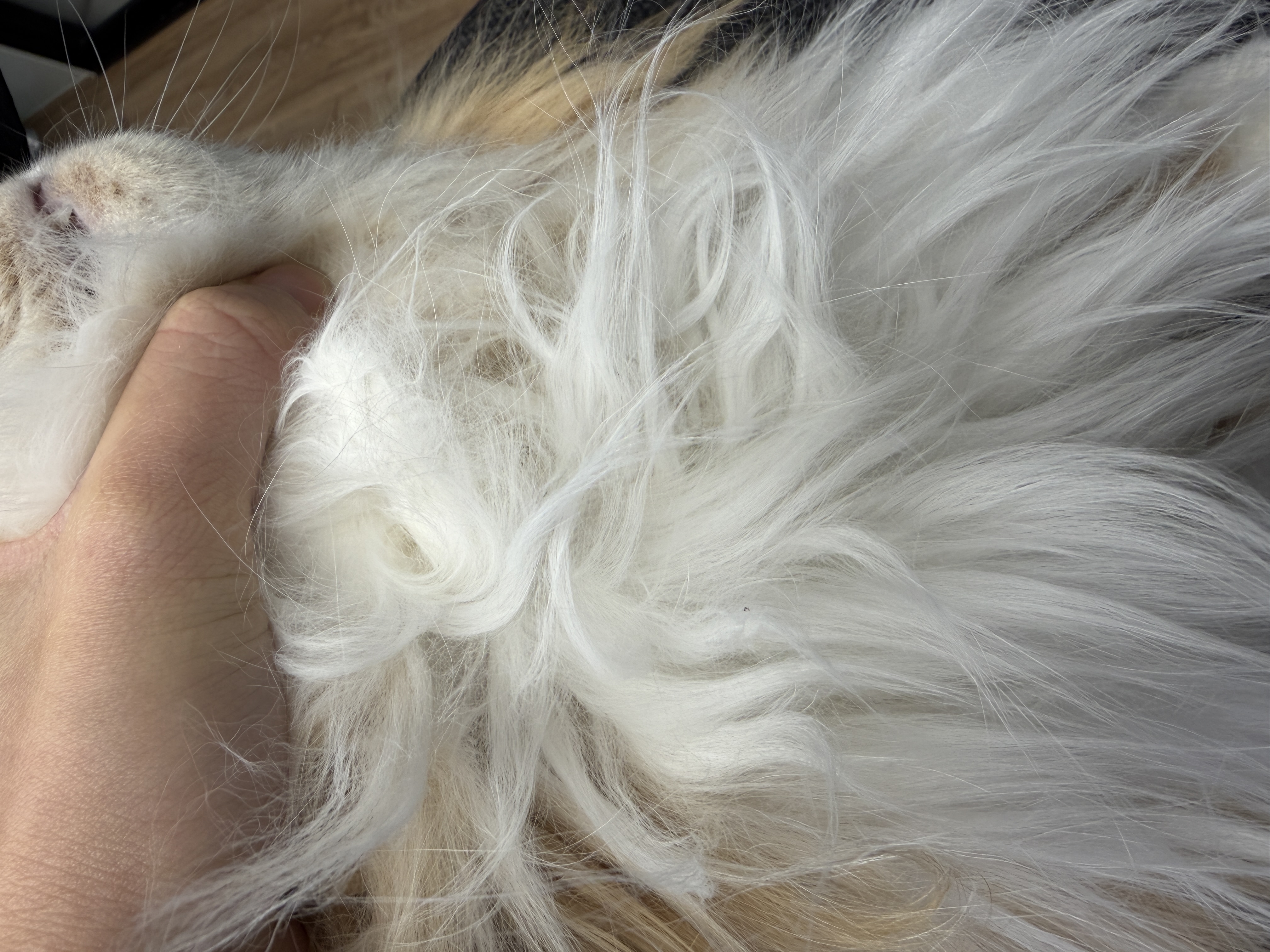 Matting fur causes skin infection - a hidden danger for your cats