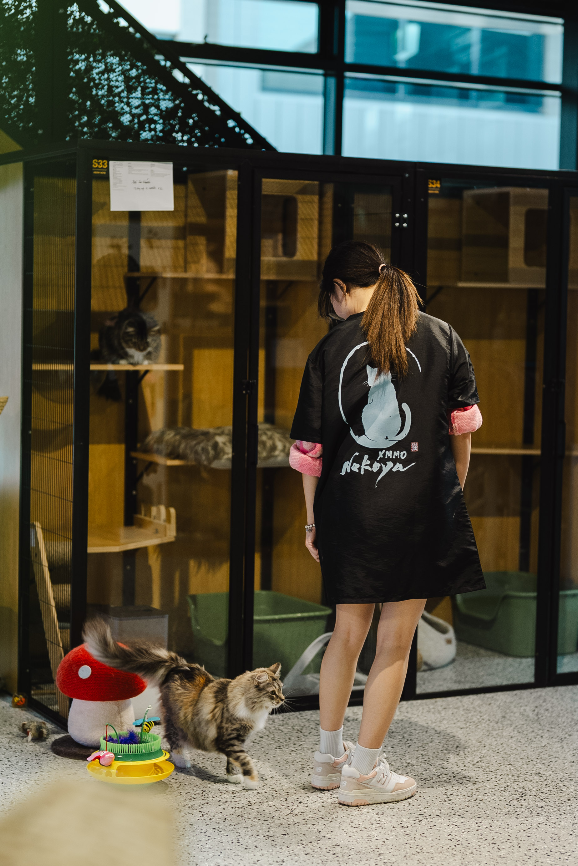 Cat Boarding Melbourne: Tips to Help Your Cat Settle Quickly