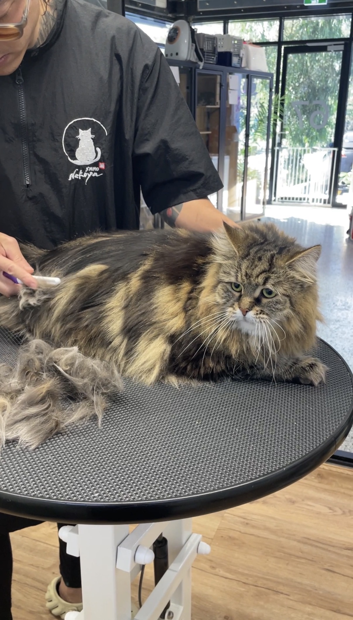 The Double-Coated Cat: What Every Owner Needs to Know For Grooming Them