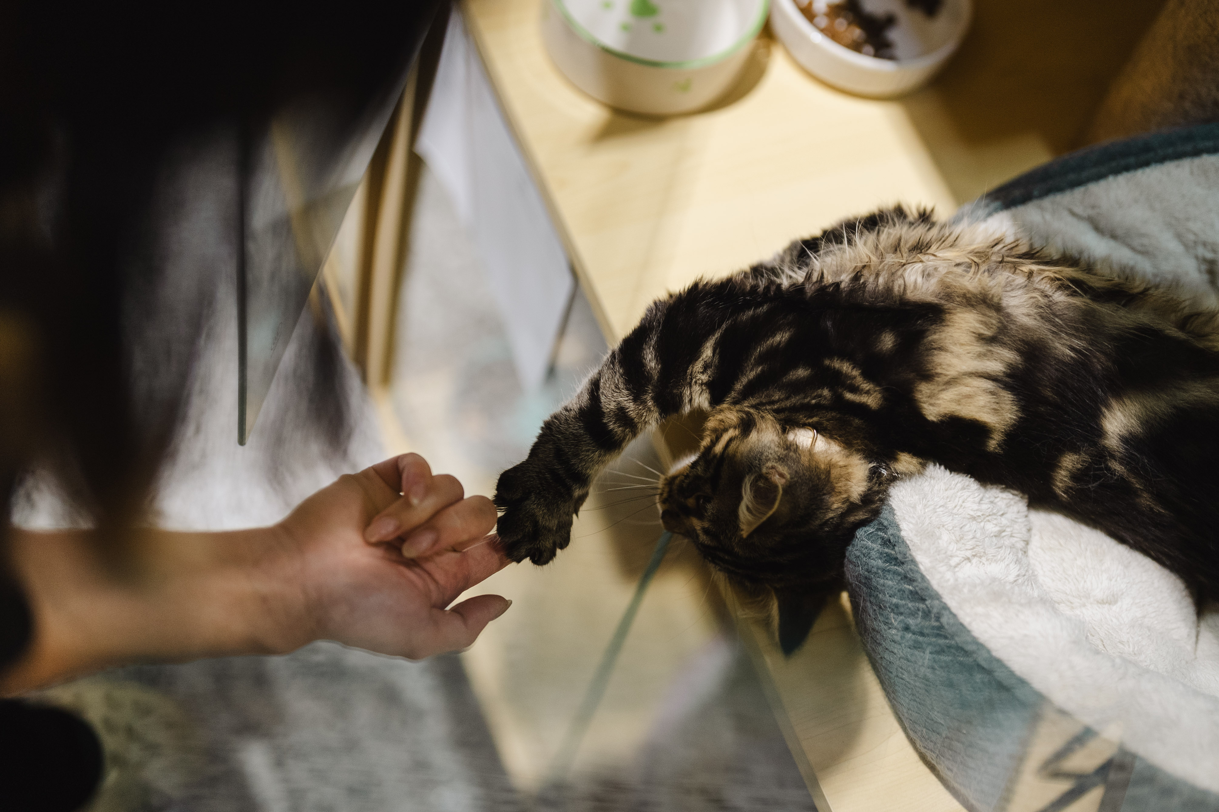Cat Hotel Melbourne – What to Expect for First-Time Boarding