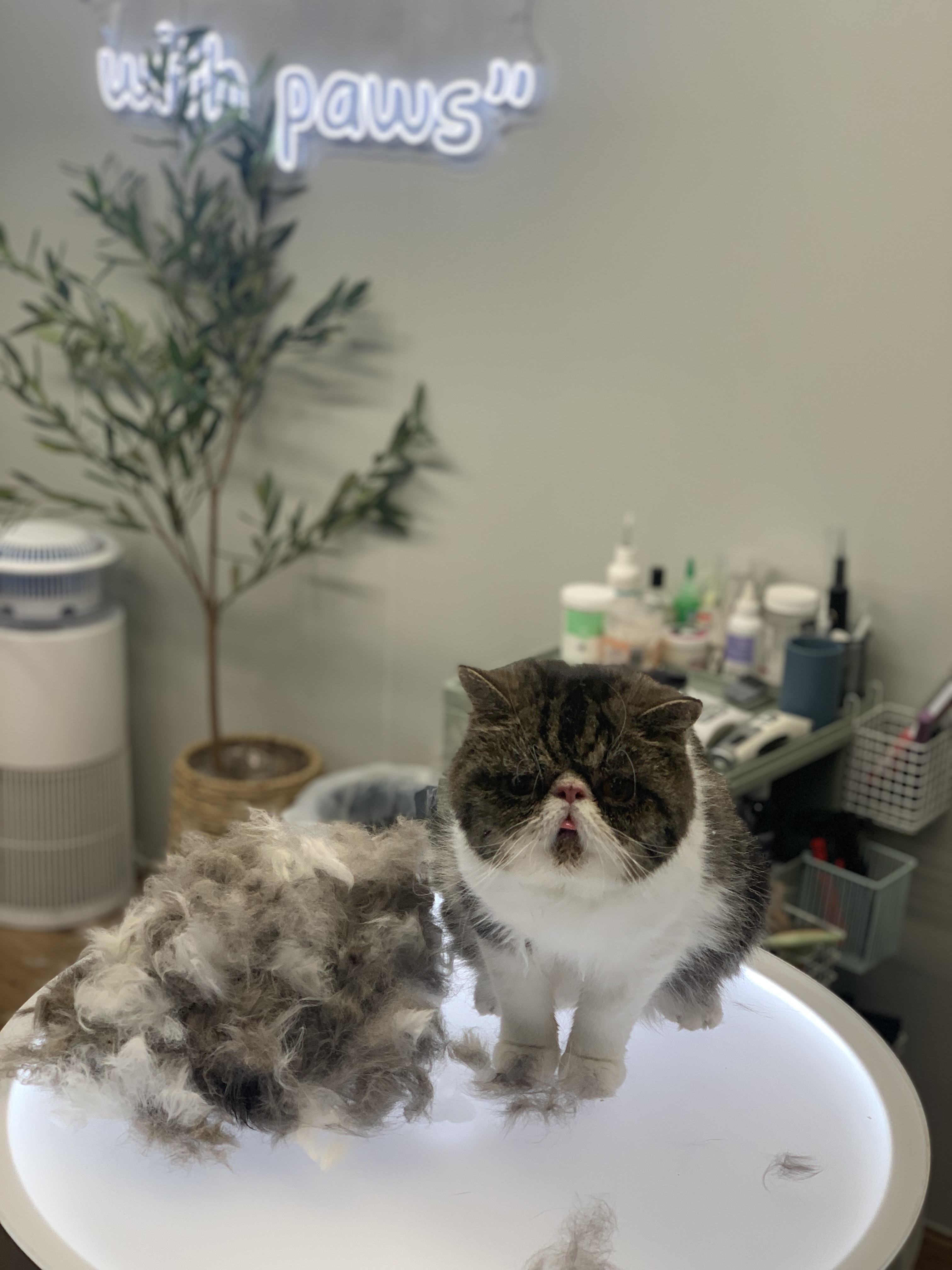 Cat Deshedding: What We Do, Why It Matters, and What to Expect