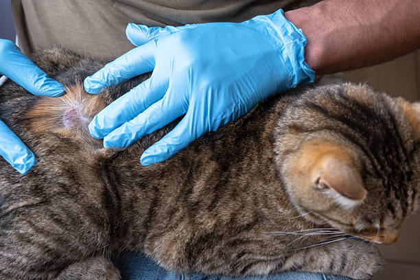 Ringworm in Cats and Humans: Why Even Indoor Cats Can Get It