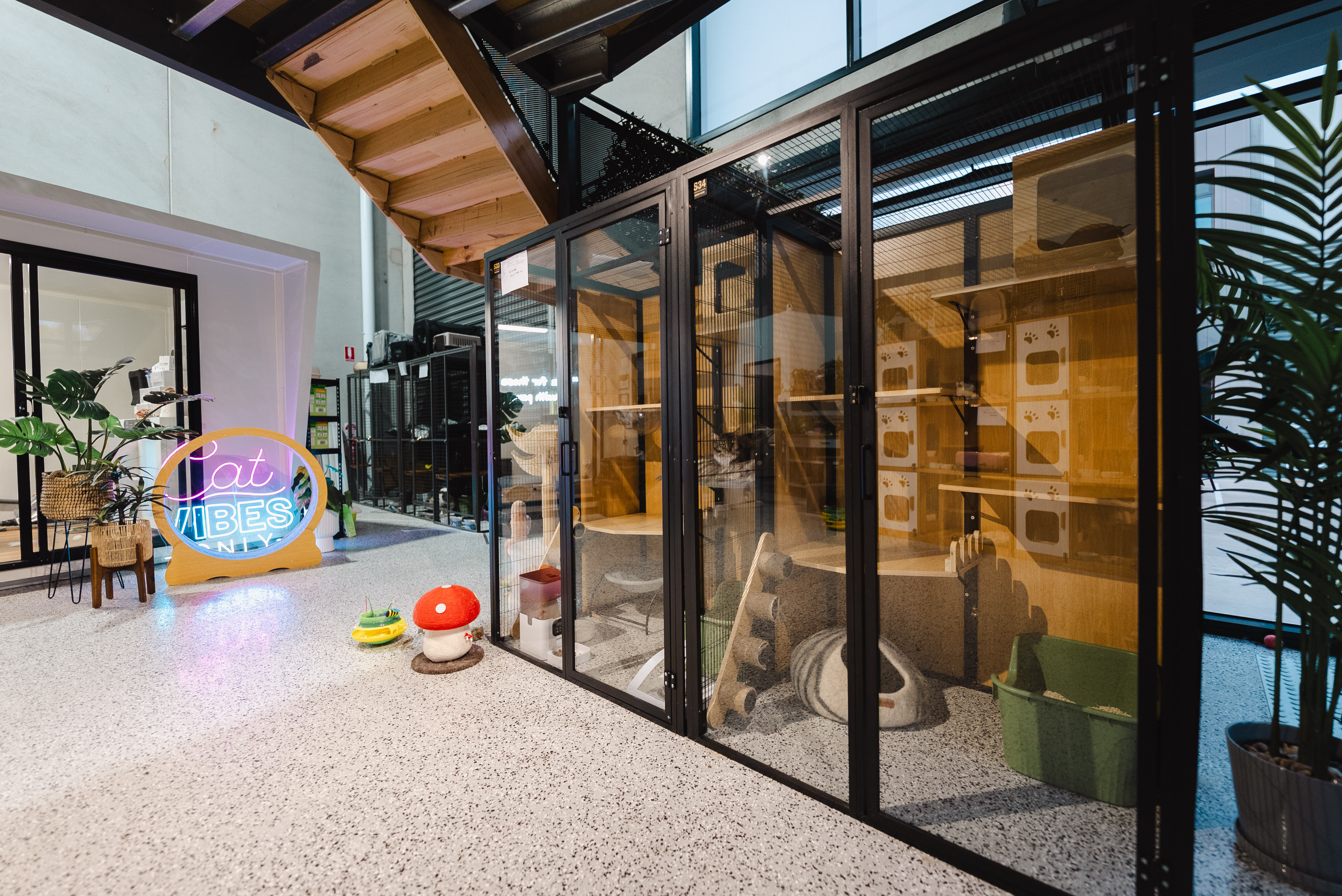 Cattery Near Me | Finding the Right Cat Boarding for Peace of Mind