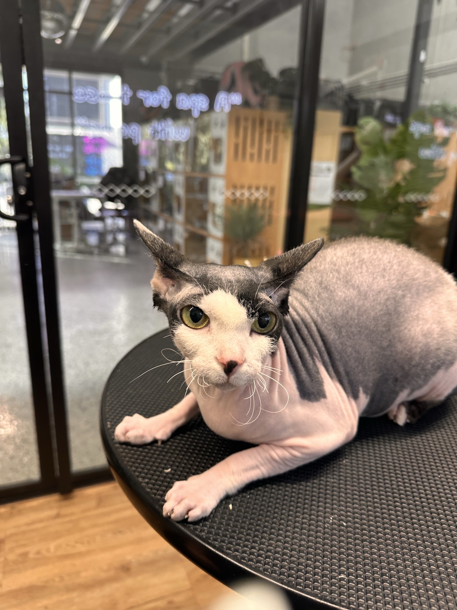 Sphynx cats and how to groom them