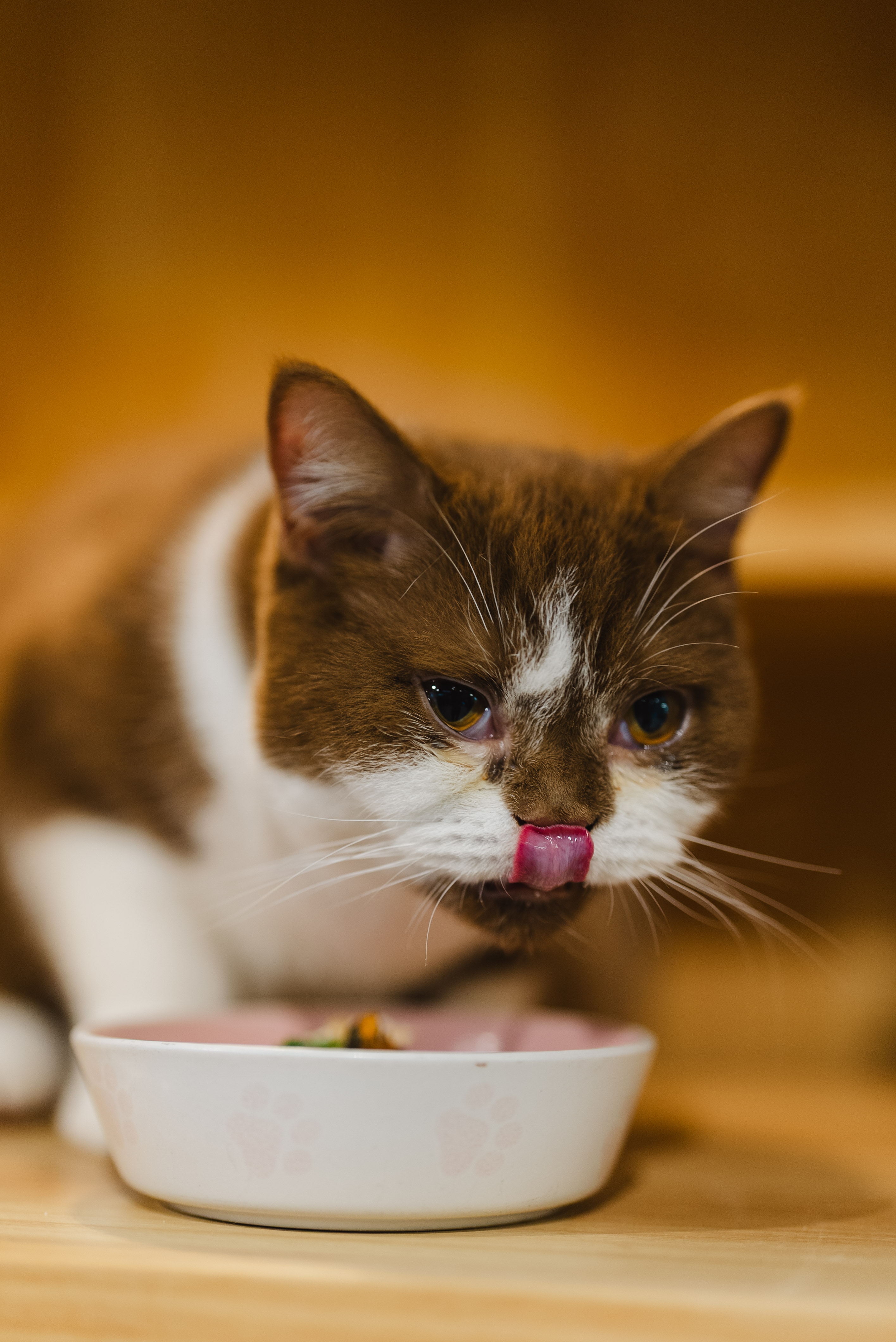 How We Switch Cats to a Raw Diet (Without Stress, Starvation, or Drama)