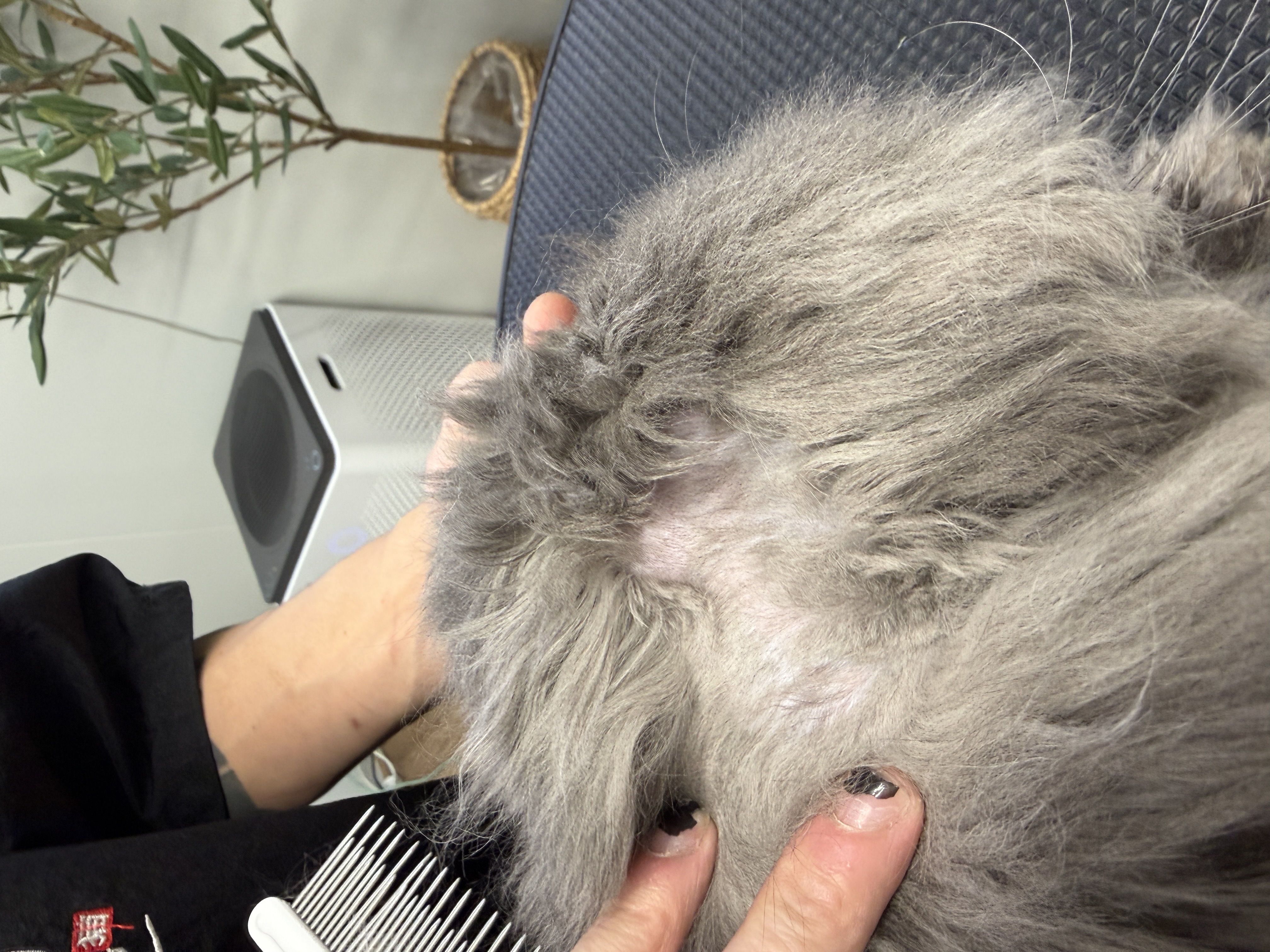 Ringworm in cat and medicated wash treatment